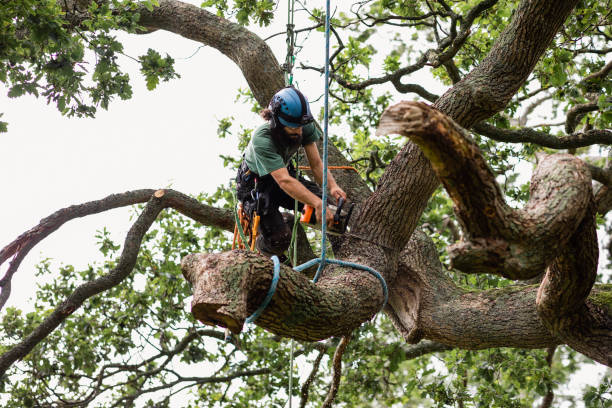 Best Tree Removal  in Heidelberg, PA