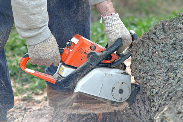 How Our Tree Care Process Works  in  Heidelberg, PA